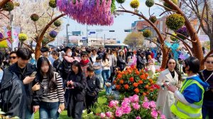 20만 인파 몰린 여의도 벚꽃축제, 벚꽃 엔딩!🌸, 봄꽃 축제, 서울 벚꽃 축제, 서울여행워커
