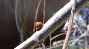 Весна у насекомых.