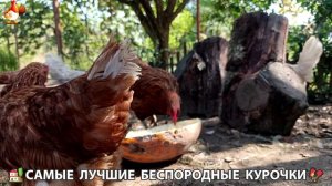 Забавные курочки несушки на сельском подворье 🤗😂😜 (134)