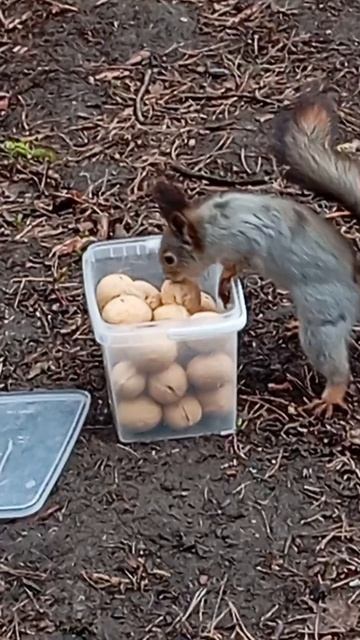 11.04.26. белочки самостоятельно открывают пластиковую крышку, чтобы достать грецкие орехи