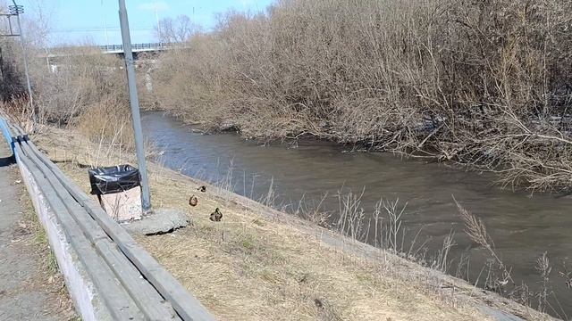 Интеллигентные утки