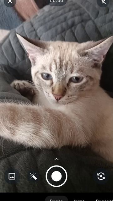 мой котенок