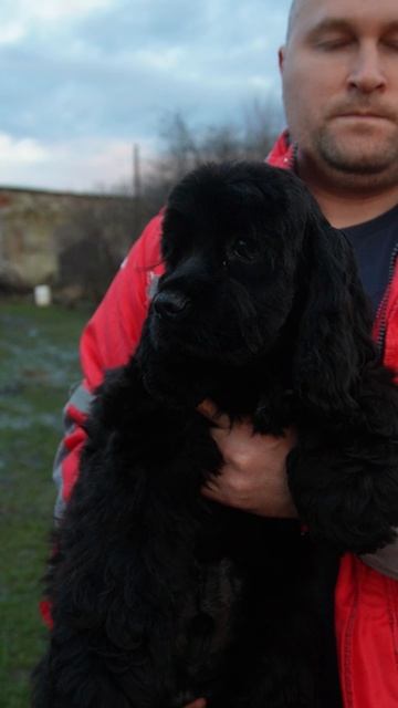 Американский кокер спаниель Арнольд