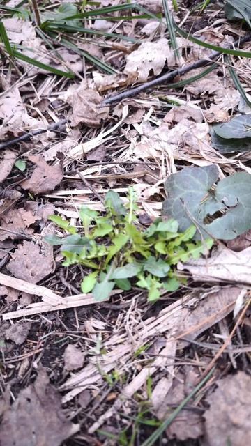 Лес оживает, одевается потихоньку в листву и траву