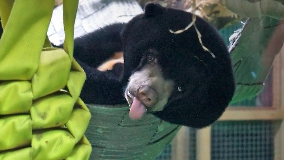 Малайская медведица Миша показала всем язык.