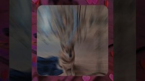 1000055730.mp4 (Собака наблюдает за устройством лестницы на 2-ой этаж в доме А-фрейм)