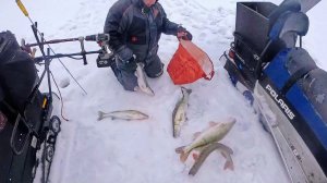 ЛОВИМ СУДАКА НА ВИБ! РЫБАЛКА НА РЕКЕ ОБЬ! НОВОСИБИРСК!