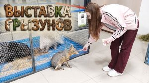 ВЫСТАВКА ГРЫЗУНОВ