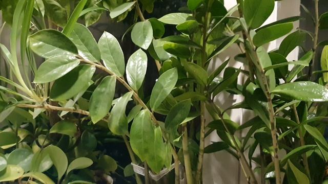 Покой в душе моей...