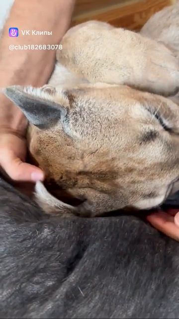 Пума Месси и его хозяин