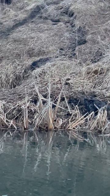 Охота на бобра 😃