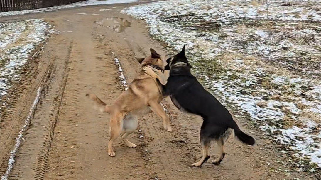 Неласковый апрель, заказ для Совешни и роскошные рожки