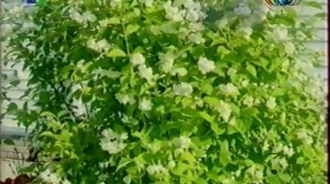 Рекламные блоки, анонсы (ТВЦ-NBN, 11.04.2004)