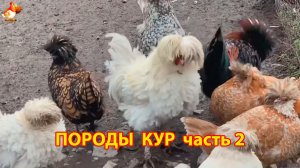 Породы кур интересные и необычные (2)