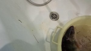 Двое из ларца, одинаковых с лица