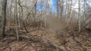 В лесу появилась Росомаха! Рысь на волшебной луже.