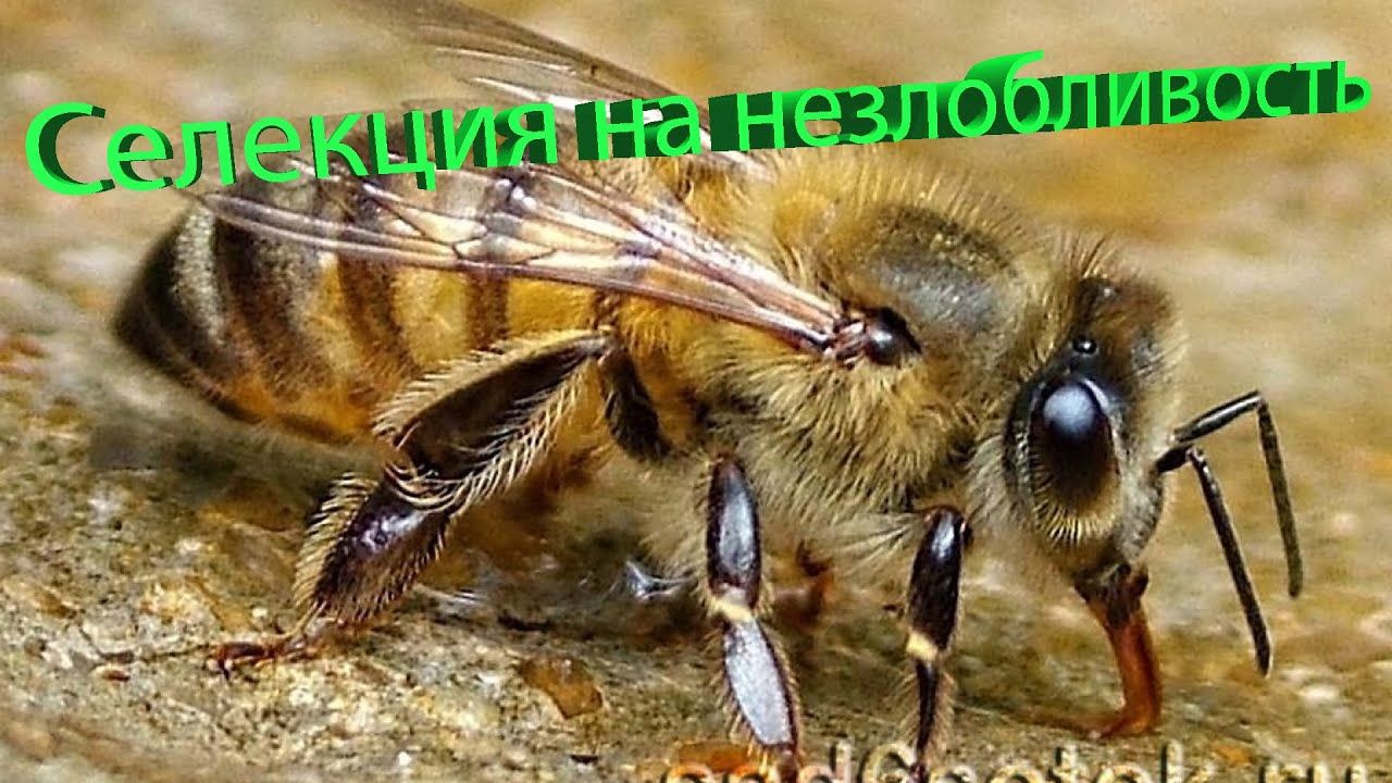 Селекция на незлобливость пчёл — отвечает профессор Кашковский