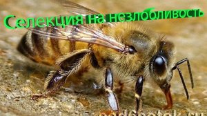 Селекция на незлобливость пчёл — отвечает профессор Кашковский