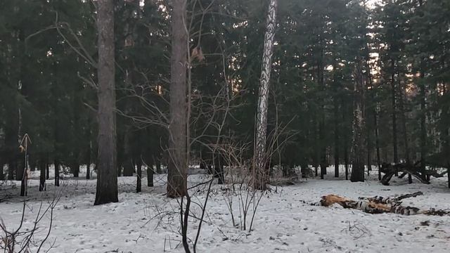 В лесу: пятничное обозрение. Чего хочет Трамп? Индустриализация Америки? Иран и удар по нефтедоллару