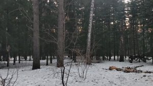 В лесу: пятничное обозрение. Чего хочет Трамп? Индустриализация Америки? Иран и удар по нефтедоллару