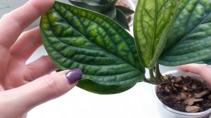 390. Цветочное 11.04.2026.