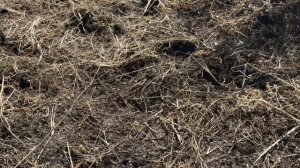 Весна уборка Табака