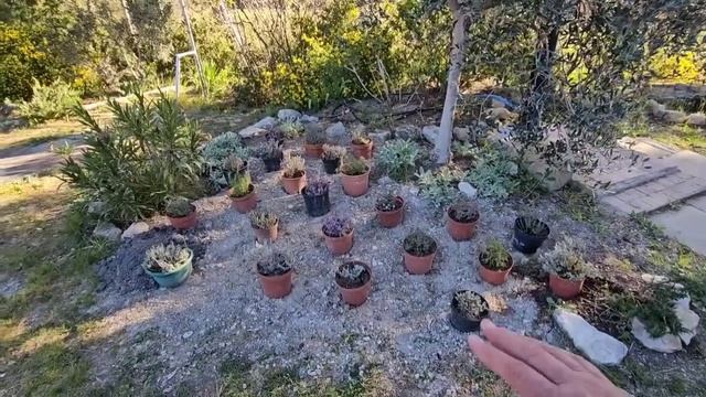 2-3 апреля 2026. Новая роза и вкусные куки. Айва и яблони все в цвету!!!