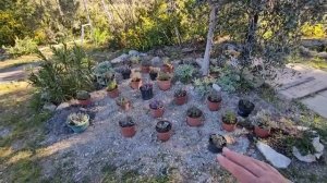 2-3 апреля 2026. Новая роза и вкусные куки. Айва и яблони все в цвету!!!