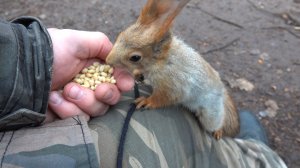 Кормлю белок. Зарисовка