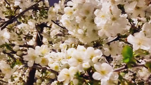 Майкоп, Весенний вечер