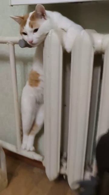 Юмор 5 звезд - юмор смешно ржач прикол анекдот веселоевидео