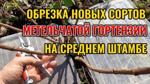 ОБРЕЗКА новинок метельчатых гортензий на СРЕДНЕМ ШТАМБЕ на раннее цветение