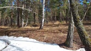 Про местных пчел