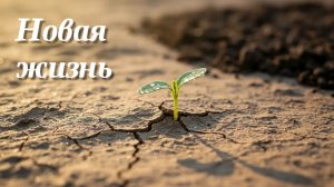 Новая жизнь