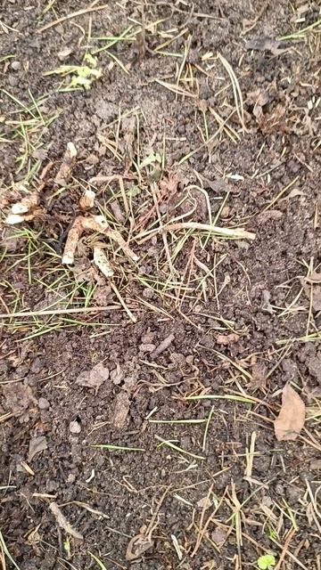 Дела огородные.