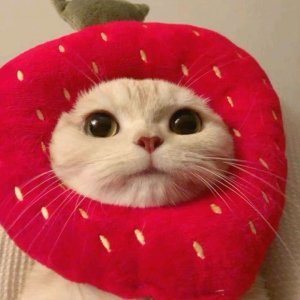 ррррррррвр