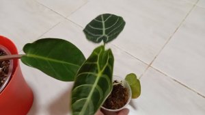 Комнатные растения. Филодендрон Принц Оранж, алоказия Ватсониана