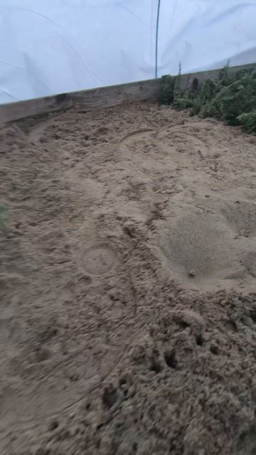 Продолжаем черенковать можживельники Голд стар и Принц Уэльский #можжевельник #черенкование #сажен