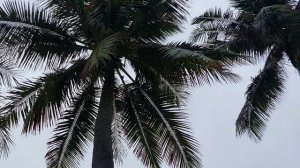 Вьетнам, Нячанг, гуляю вдоль пляжа в дождик