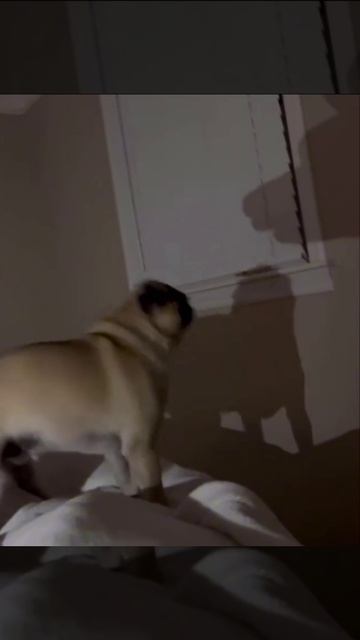 Бой с тенью