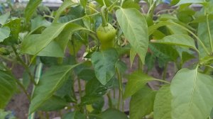 Выращивание болгарского перца