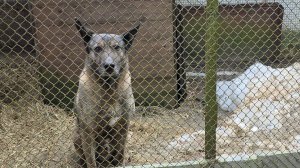 ДЭКА В ДОБРЫЕ РУКИ..эфир от 11 апреля 2026 года...