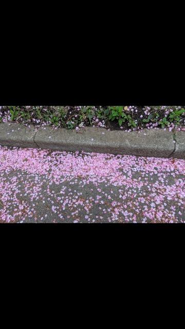 56.Японское садовое искусство 💚.