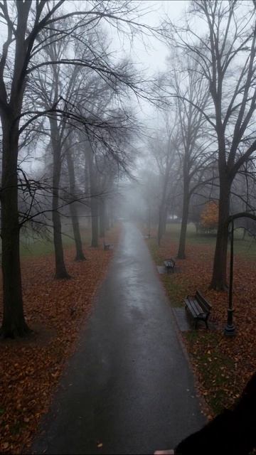 Осенний туман в парке #пейзаж #осень #туман