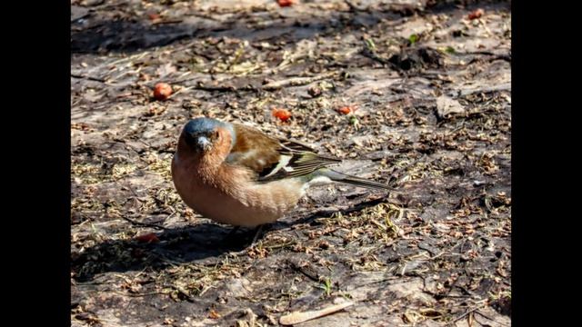Рассвет! Цапля, чижики, зяблики и бурундучки проснулись)