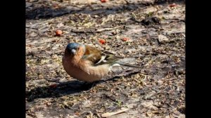 Рассвет! Цапля, чижики, зяблики и бурундучки проснулись)