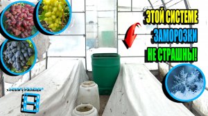 ЗАМОРОЗКИ, СНЕГ! ЧТО С ВИНОГРАДОМ? КАК РАБОТАЕТ ПРОТИВОЗАМОРОЗОЧНАЯ СИСТЕМА? СЕВЕРНЫЙ ВИНОГРАД 26-07