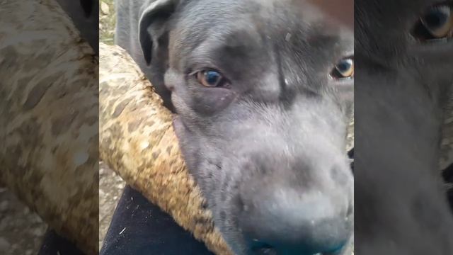 У БЭЛЛЫ ПОЕХАЛА КУКУШКА 🤣🤣🤣🤣🤣😅😅😅