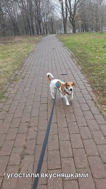 угостили вкусняшкой