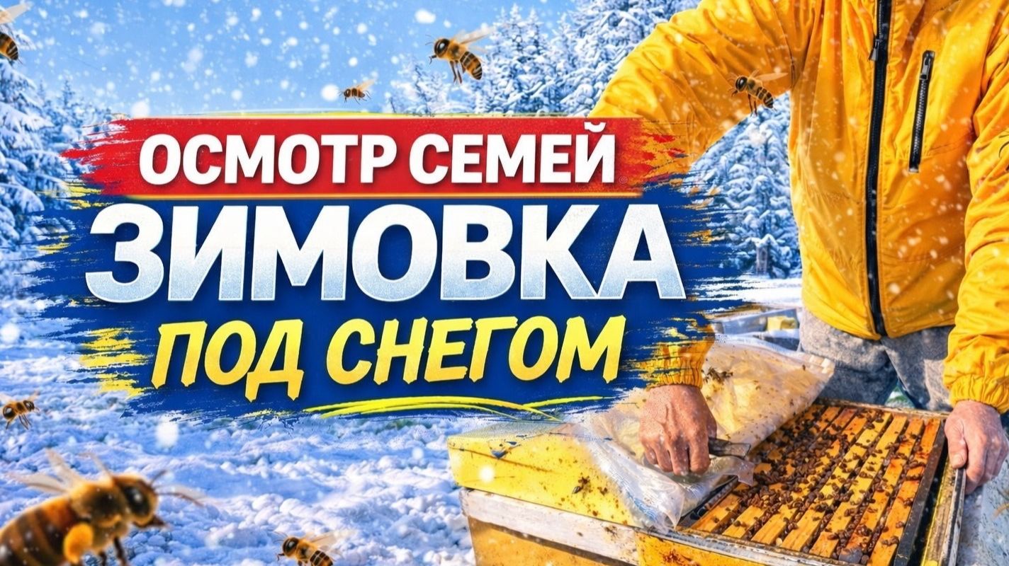 Осмотр пчелосемей после зимовки под снегом